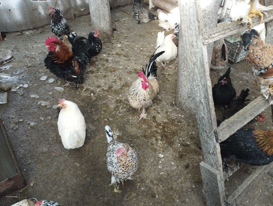 Vând găinușe și cocoșei pitici
