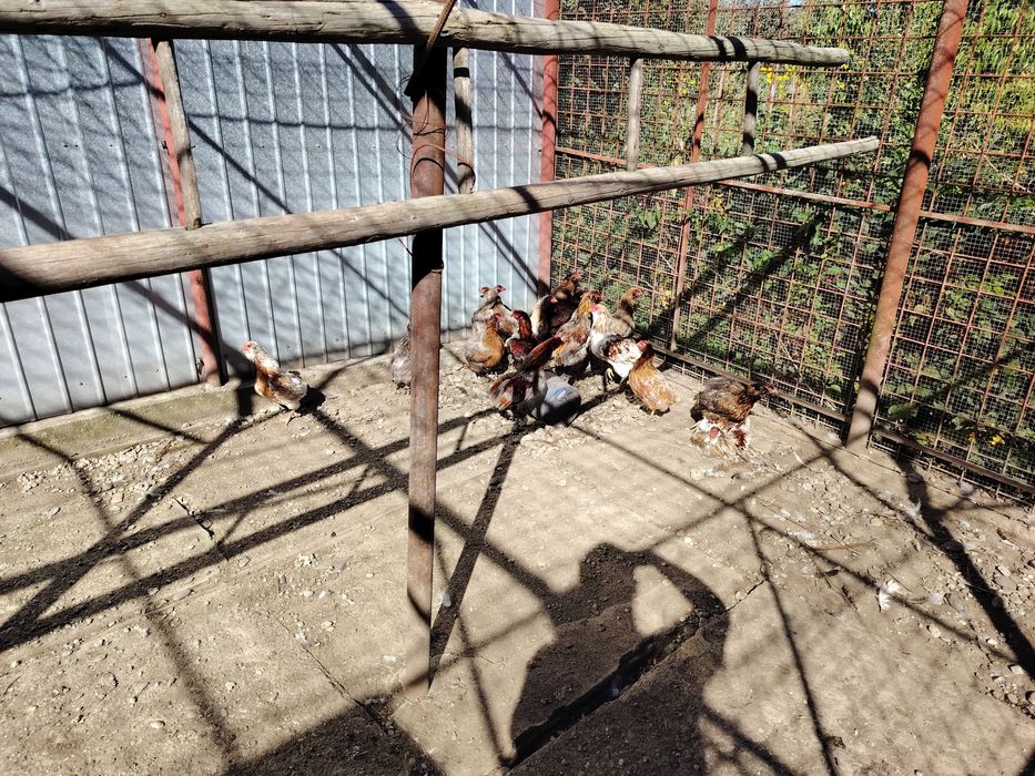 Vând găini araucane oua verzi