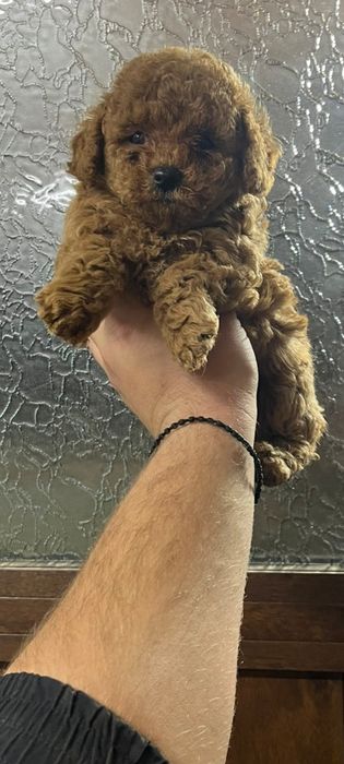 Той пудел момичета