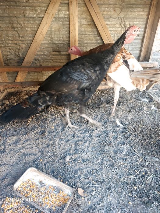 Продам пару индюков