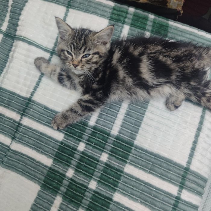 Отдам котенка бесплатно