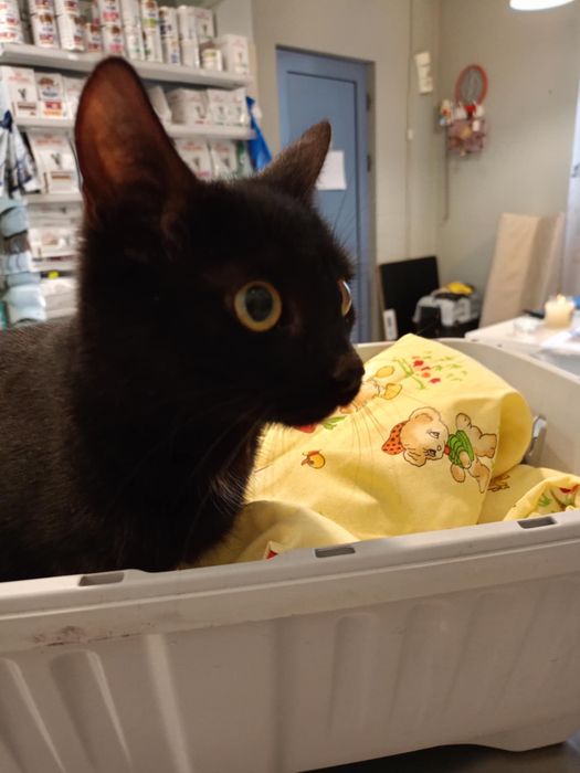 Младо, кастрирано женско коте търси дом