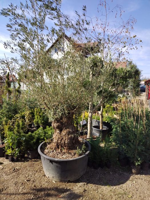 Maslin secular/ maslin bonsai de vanzare/ plante ornamentale