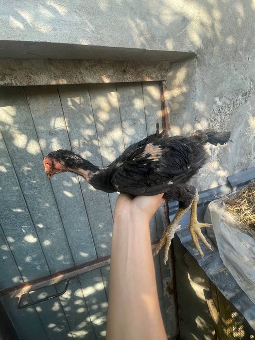 Дакан жожа хороз сотилади
