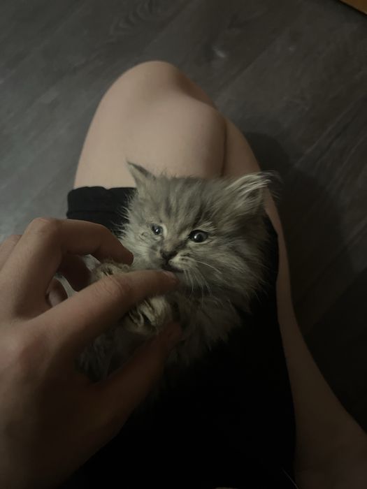 Котёнок девочка в хорошие руки