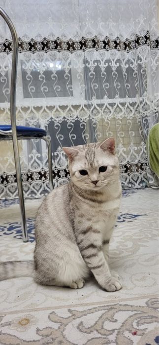 Отдам даром прямоуха