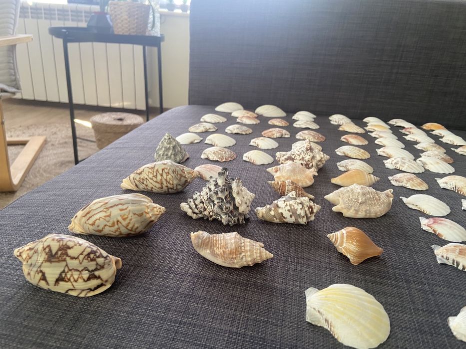 черупки от морски рапани и мидени черупки.