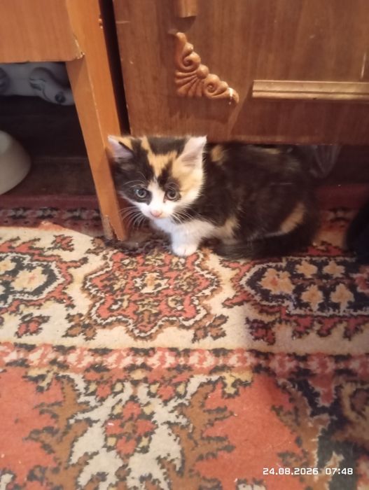 Отдам котят две девочки