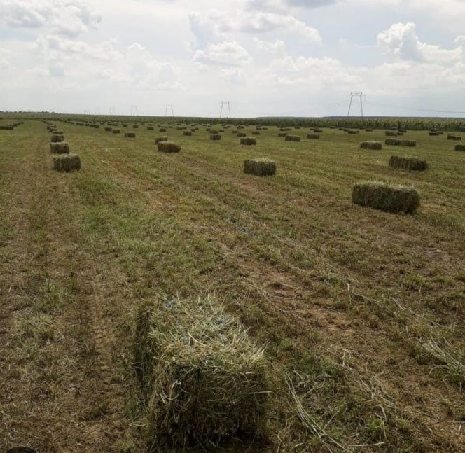 Baloti lucerna calitatea 1 - 22 ron , cal. 2 - 18 ron 800 buc