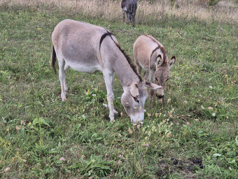 Vând 2 magarita cu pui