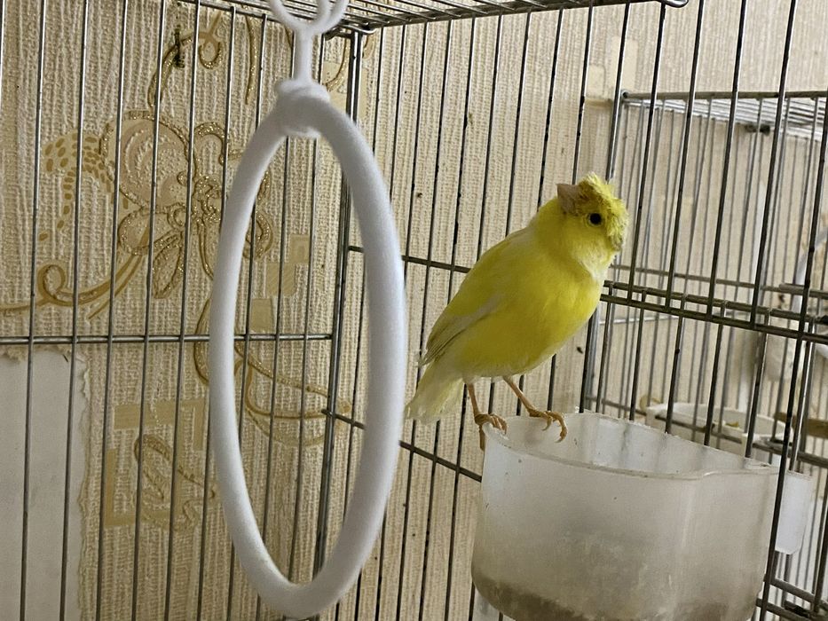 Продаются готовые самки канарейки