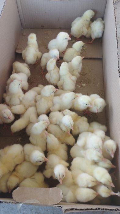 Продажа бройлеры