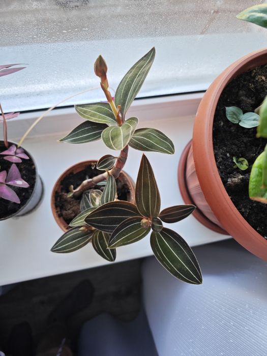 Орхидея Лудизия комнатная