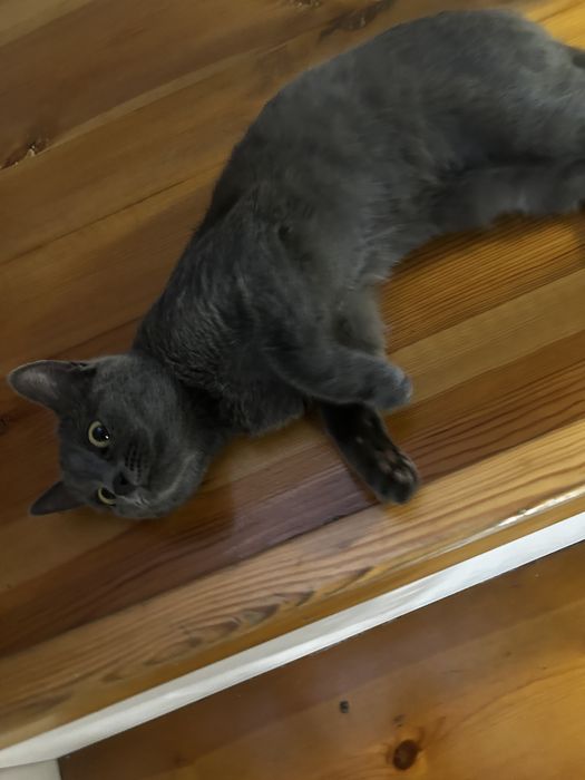 Отдам кошку в добрые руки