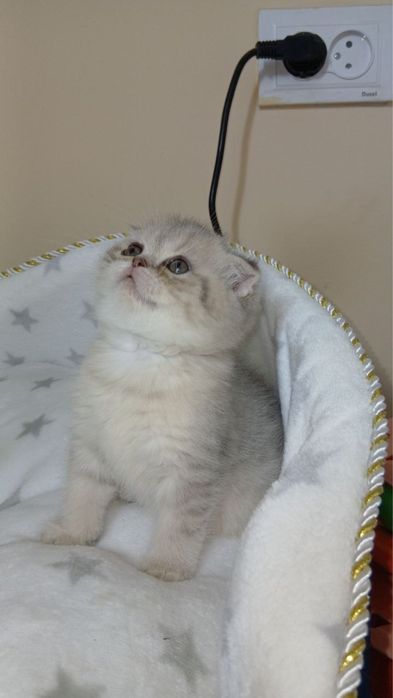 Скотиш фолд страйты