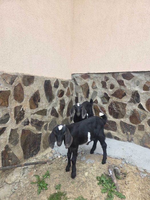 Tapisori anglonubian