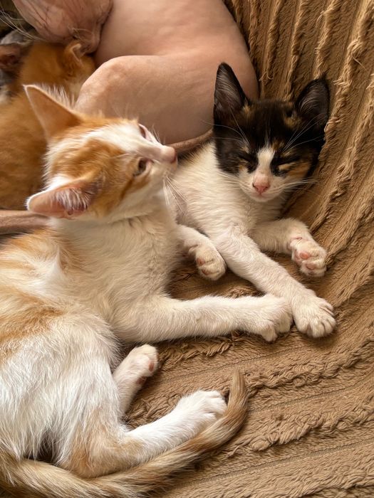 Отдам котят. Трехцветные девочки, рыбе белые мальчики.