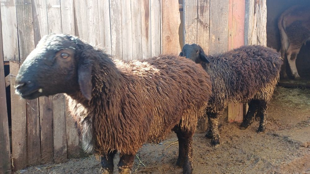 Қошқар  сатылады