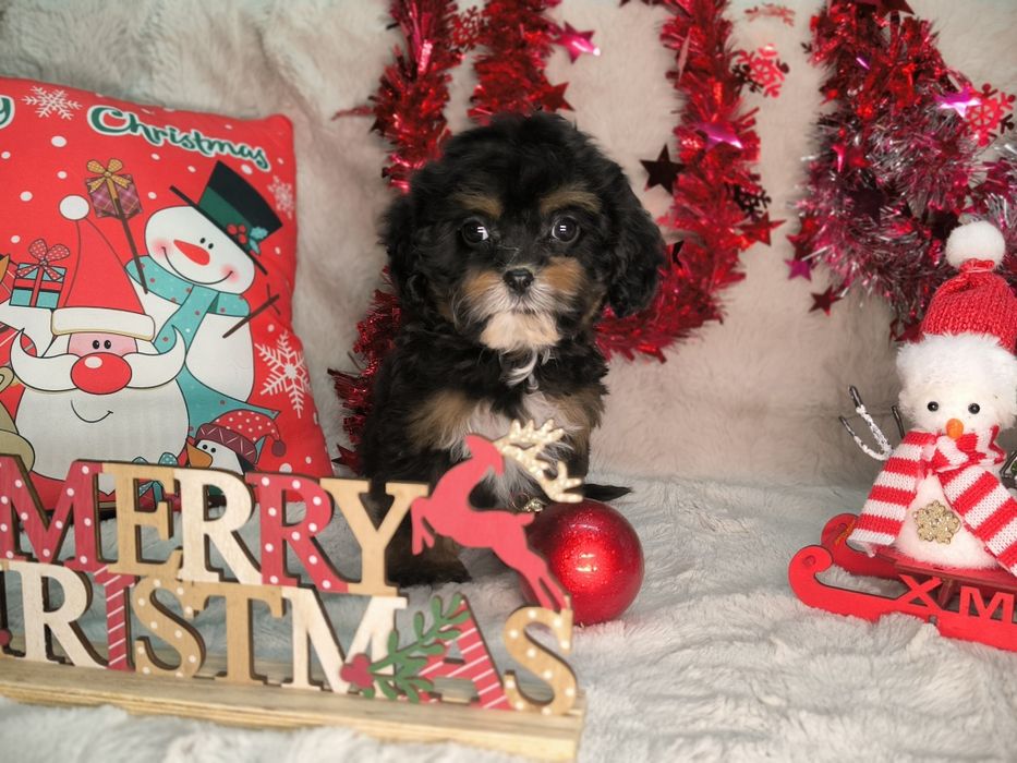 Vand fetita Cavapoo black and tan F1.