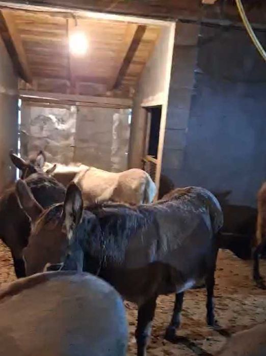 Vând lapte proaspăt de măgăriță