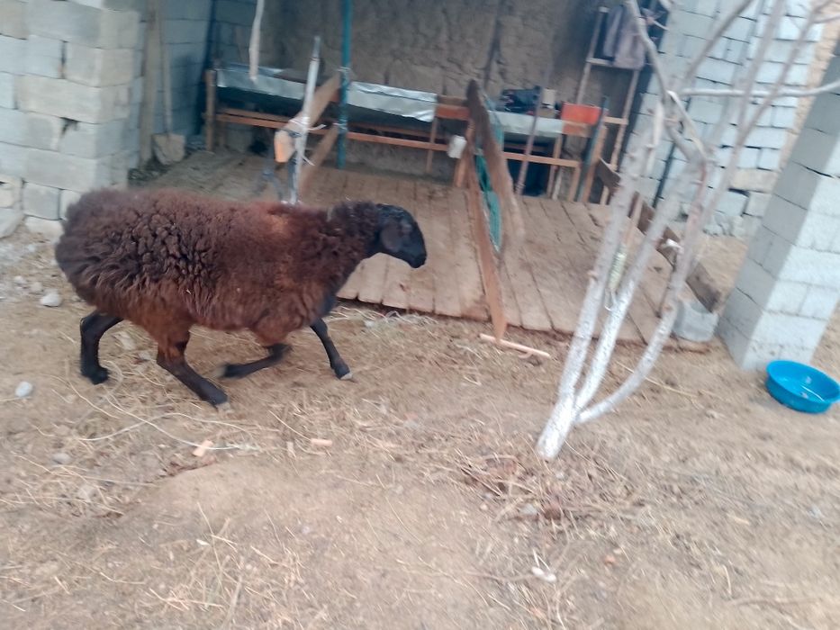 Семиз койлар сатылады