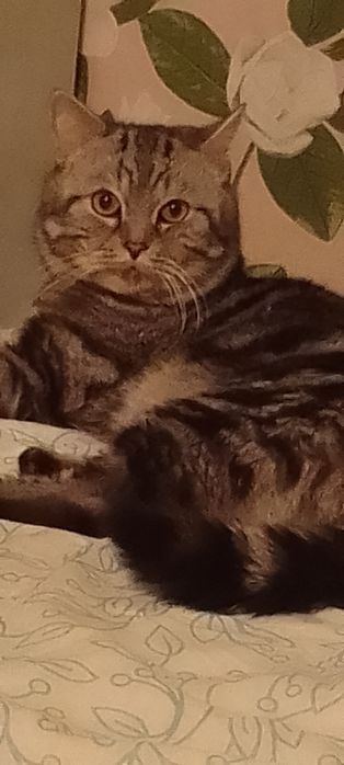 Вязка Шотландец приглашает