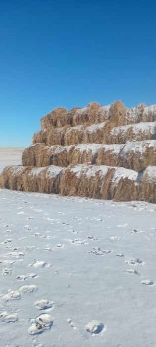 Продам сено в рулонах