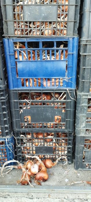 Vând hașme sau ceapa esalota