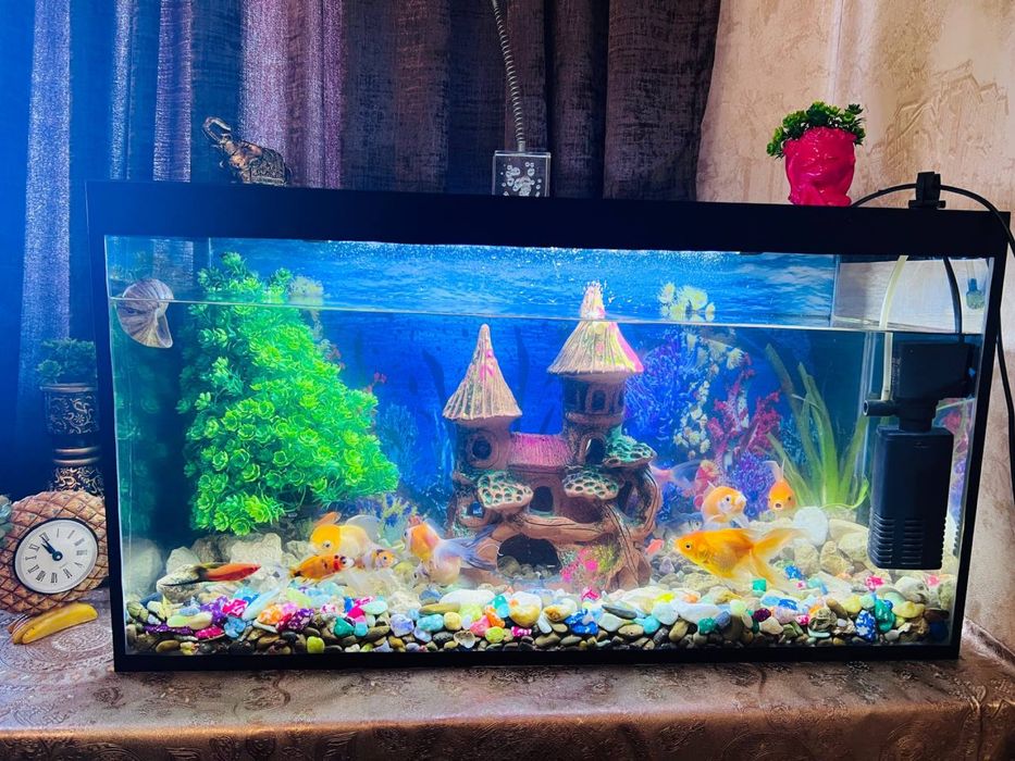 Аквариум хар хил турдаги 100мингдан бошлаб