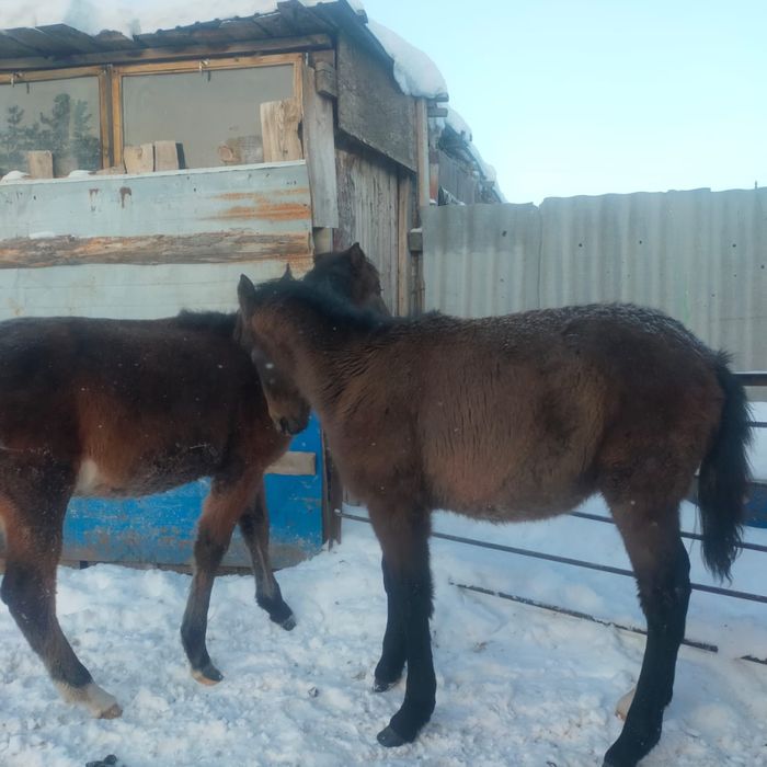 2 жеребчика по 300тыс доставка