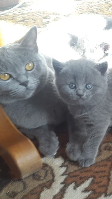 Вязка британского кота