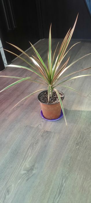 .фикусы юкка шефлера