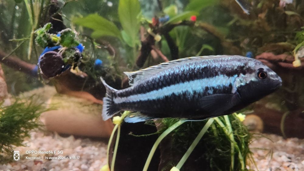 Продам Melanochromis auratus рыбку одну