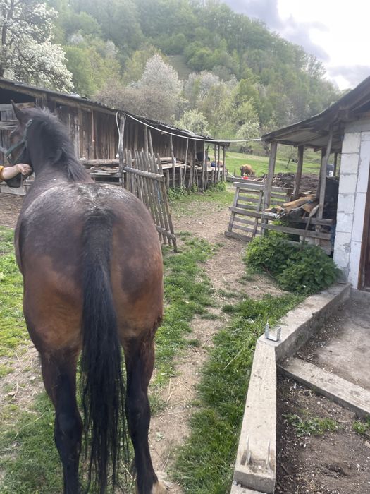 Vând Iapă  de 5 ani