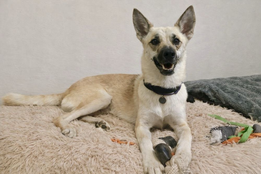 Пес Арчи — подарите ему дом