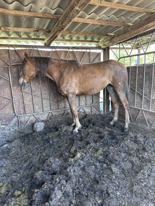 Лошадь(кобыла)жирная