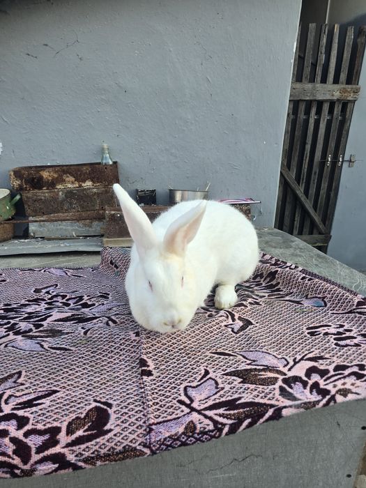 Iepurite de vânzare