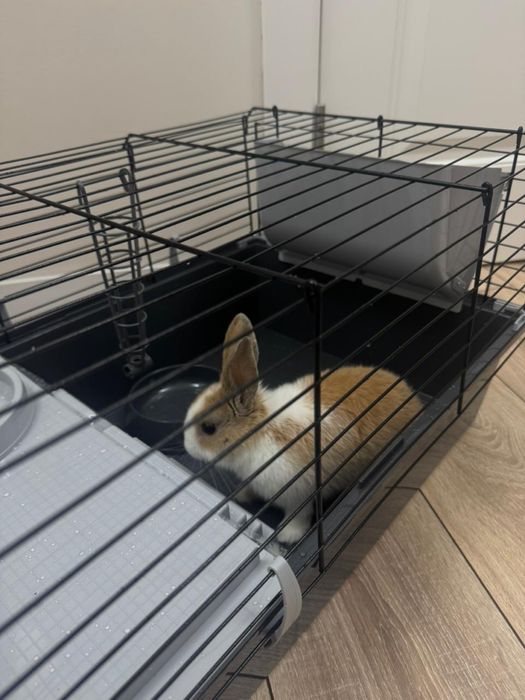 Кролик вместе с клеткой