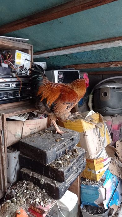 Продаём петухов домашние
