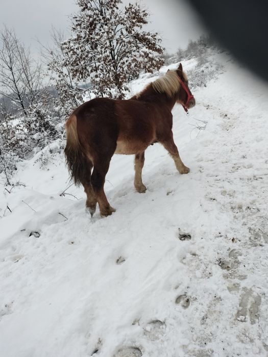 Vînd mînz șarg 9 luni