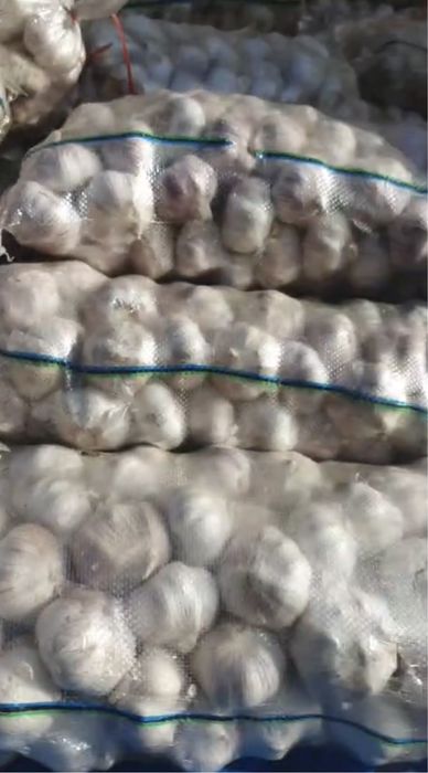 Чеснок, калибр 6.5 – 7.