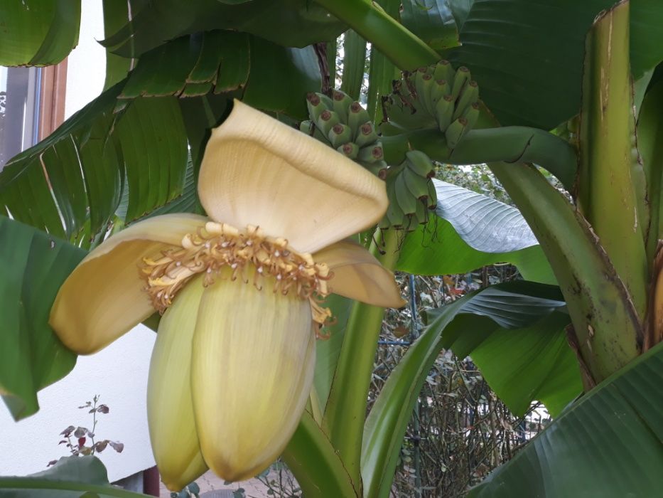 Vand lastari de bananier (banan) in ghiveci