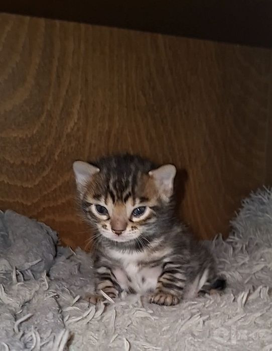 Чистокровные Бенгальские котята