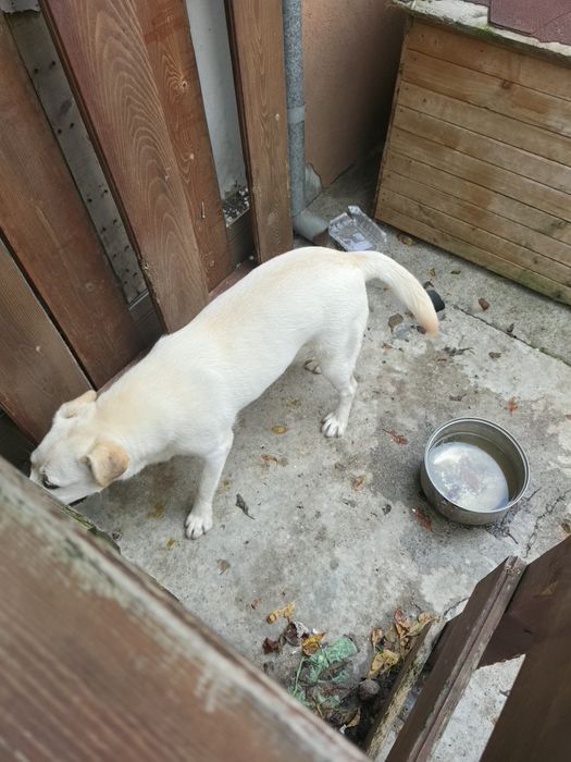 Donez labrador femela