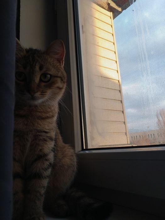 Отдам кота в добрые руки