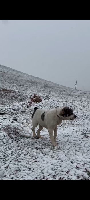 Алабай щенки продаётся