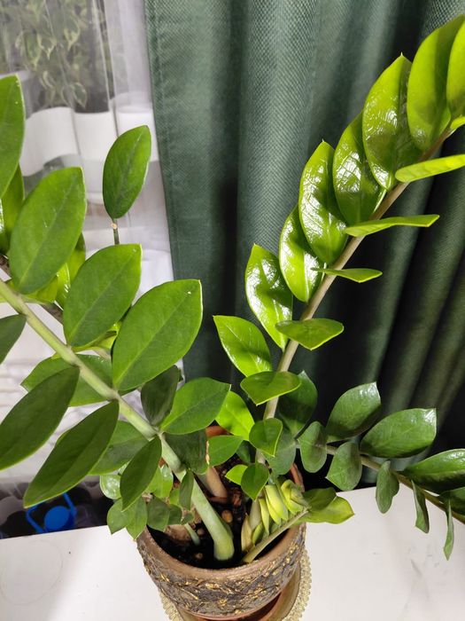 Комнатные красивые цветы