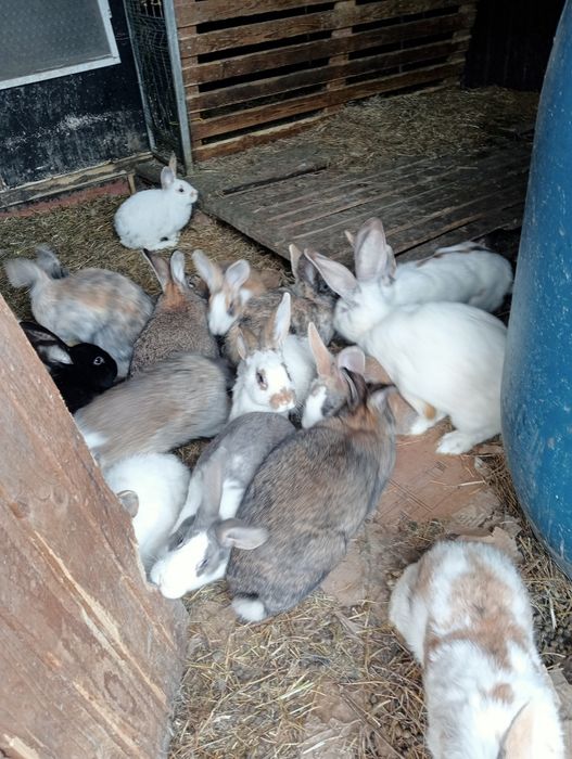 Vănd iepuri toate mărimile
