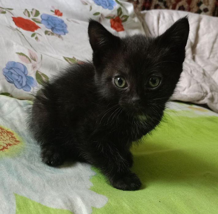 Отдам котят в добрые руки