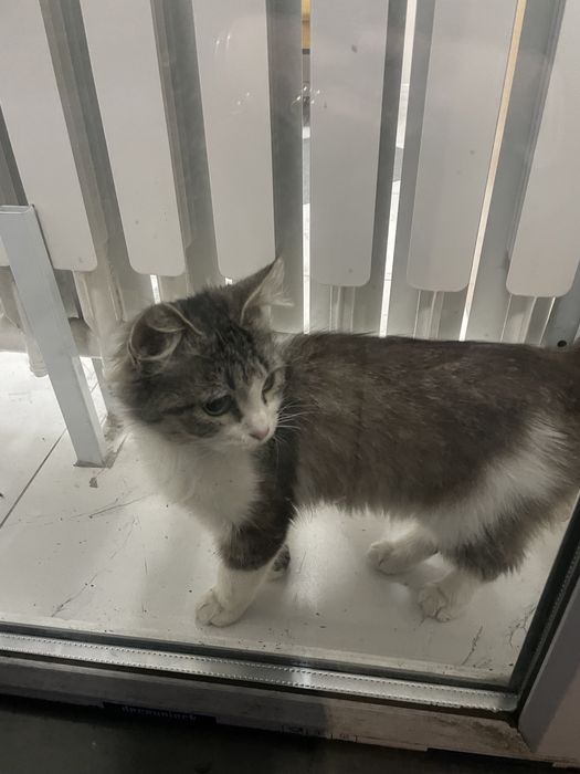 Ищем семью котенку